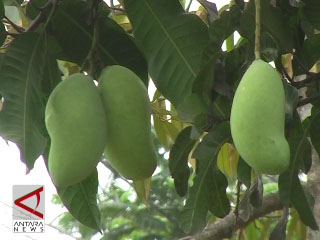 Keanekaragaman Buah Indonesia Antara News