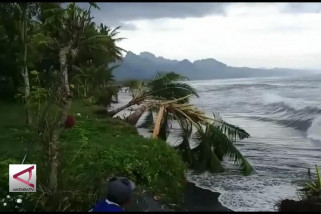 Abrasi gerus seratus hektar lahan di Lumajang