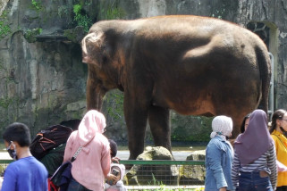 Ragunan kembali dibuka hanya untuk pengunjung ber-KTP DKI