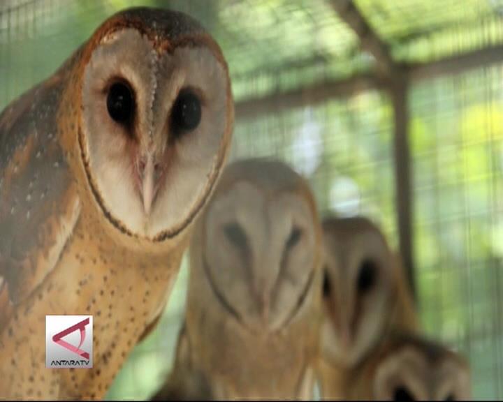 Memelihara Tyto Alba Membasmi Tikus Sawah