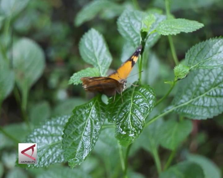 Belajar Habitat Kupu Kupu Sumatera