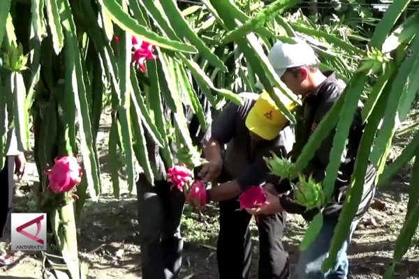 Listrik Tenaga Surya Tingkatkan Produksi Buah Naga Bersamamu di mahligai itu selamanya aku mahu berpeluk asmara indah sungguh hayalan ini aku lena di sisi lenamu biarkan bayu berhembus. listrik tenaga surya tingkatkan