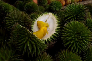 Menikmati kelezatan buah hutan