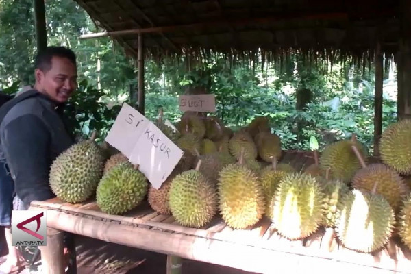 Kampung Durian Dorong Perekonomian Perdesaan Di Jember