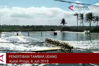 VIDEO: Kulon Progo tertibkan tambak udang selatan BIY