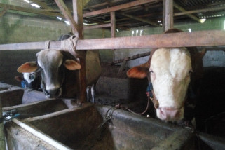 Pemesanan hewan untuk kurban di Lampung Timur masih sepi.