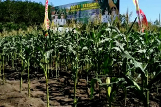 Membuka pertanian di lahan gambut tanpa dibakar