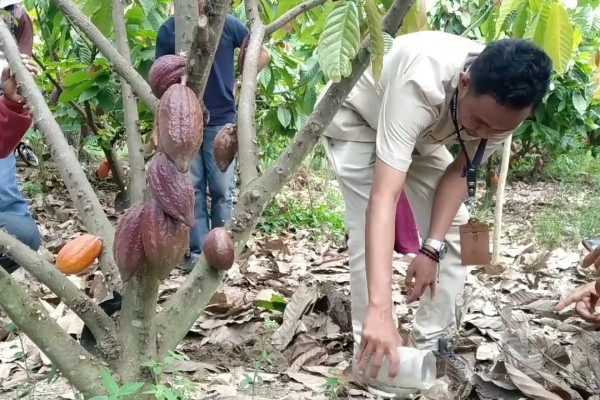 Pupuk Kaltim dampingi petani tingkatkan produksi kakao