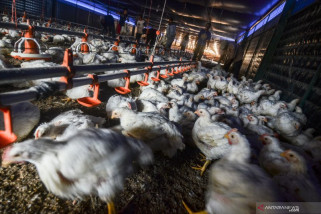 Ketika Peternak Disambut Meriah Warga karena Bagi-Bagi Ayam Gratis