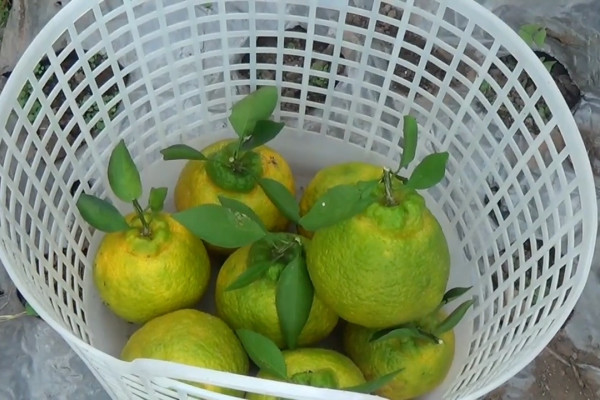 Warga Magetan budidaya jeruk dekopon beromset puluhan juta rupiah