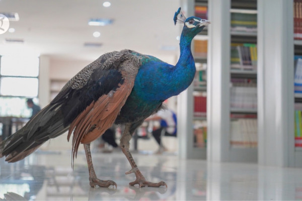 900+ Gambar Burung Merak Yang Sudah Diwarnai Terbaru