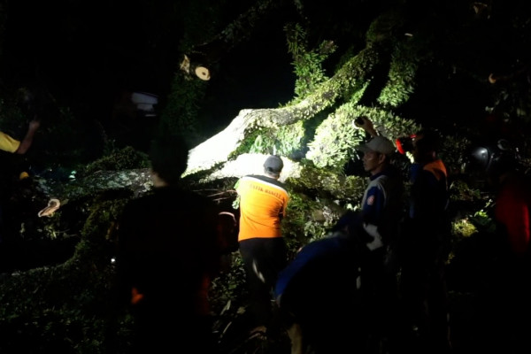 Pohon tua tumbang timpa truk  pantura  Jateng macet 3 km