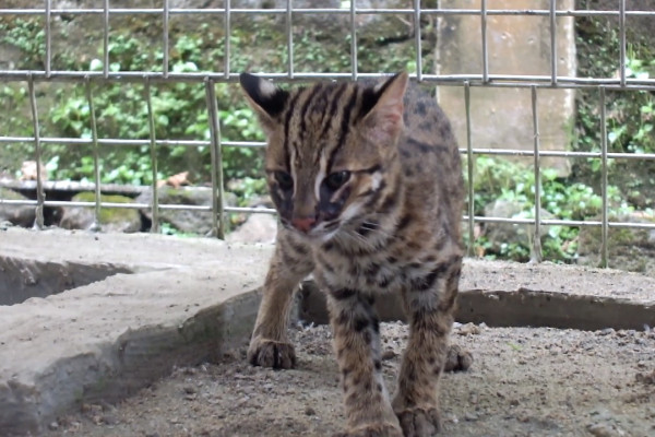 Warga RT 005 Menteng Dalam gelar sayembara tangkap kucing liar 