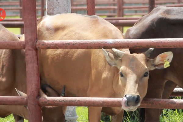 Melihat kebutuhan sapi potong di Kota Padang
