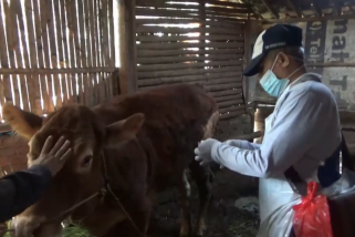 Ngawi miliki 5 tim vaksinator untuk atasi PMK pada sapi