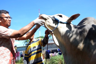 Pemeriksaan kesehatan hewan untuk pastikan kelayakan sapi kurban