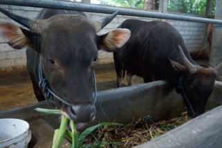 PMK tidak mempengaruhi penjualan hewan kurban di Gorontalo
