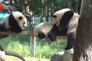 Cara panda raksasa mengajak anaknya berolahraga di cuaca panas