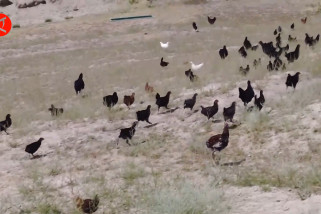 Ribuan pasukan ayam melawan kawanan belalang di Xinjiang