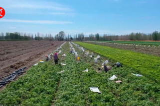 Petani di Xinjiang China sambut musim panen kacang tanah