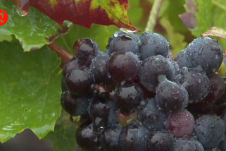 Dilanda cuaca panas, petani anggur Prancis panen lebih awal