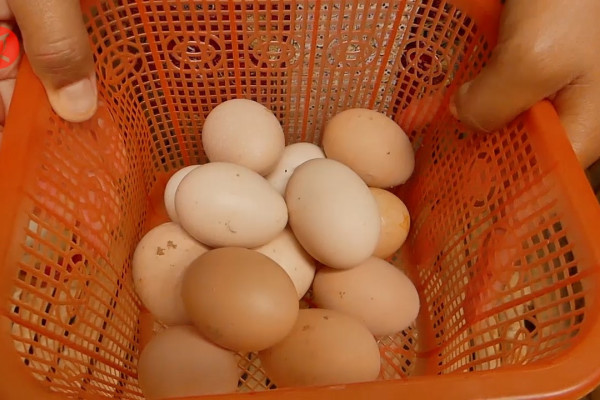 KWT Puspa kembangkan peternakan ayam petelur di Temanggung