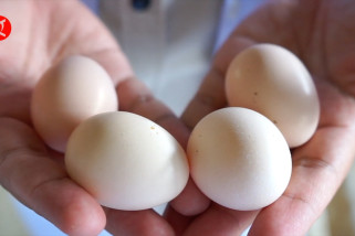 BPTP Gorontalo kembangkan ayam KUB untuk menambah pendapatan peternak
