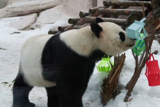 Ada panda raksasa yang nikmati perayaan Imlek di Kebun Binatang Moskow