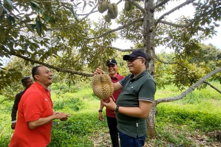 Menikmati beragam jenis durian saat panen di Desa Blang Poroh