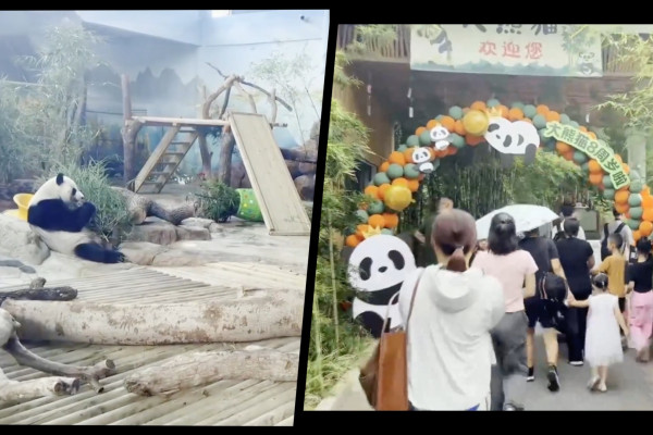 The twin giant pandas of Guangxi, China, are celebrating their eighth birthday