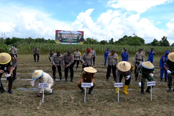 Dukung swasembada pangan, Tarakan tanam jagung di 1 ha lahan kering