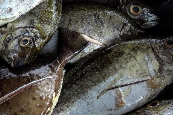 Ikan Dingkis jadi primadona di laut Batam jelang Imlek