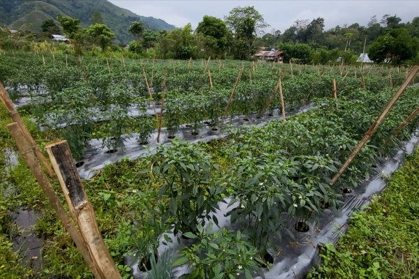 Potensi alam Aceh Tengah untuk perbaiki gizi masyarakat