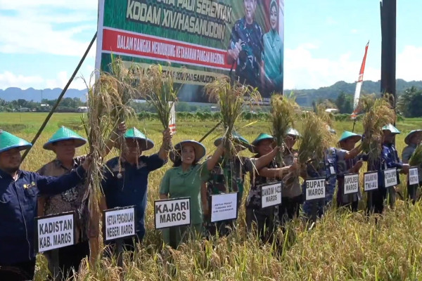 Bulog Sulselbar targetkan 579.800 ton gabah setara beras terserap