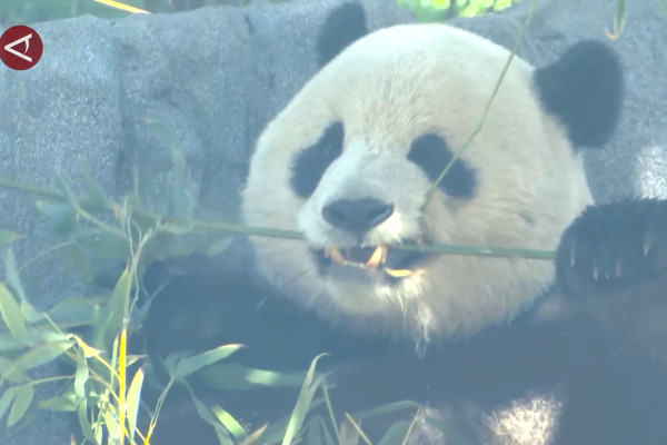 Dua panda raksasa ikut meriahkan Tahun Baru China di California