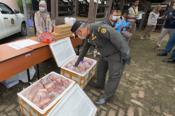 Karantina Kalimantan Selatan musnahkan 100 kilogram daging babi ilegal