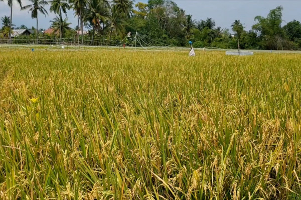 Tinjau persawahan, Bulog Lhokseumawe pastikan kualitas gabah baik