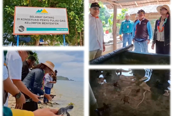 Perusahaan tambang nikel jalankan konservasi penyu sisik di Raja Ampat