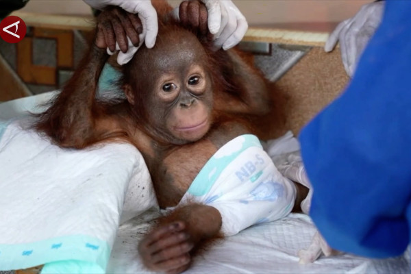 Bayi orang utan diselamatkan dari tambang emas ilegal di Ketapang