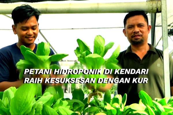 Petani hidroponik di Kendari raih kesuksesan dengan KUR