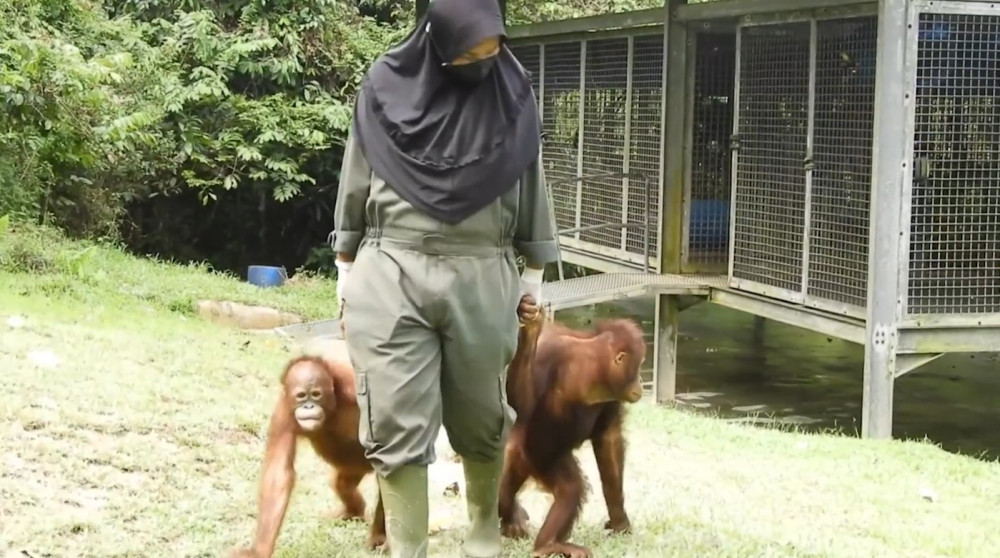 Sekolah dan rumah Orangutan untuk lindungi primata Kalimantan