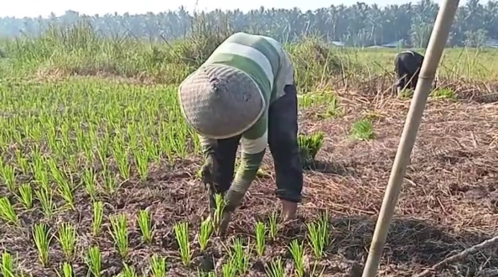 Kaltim optimalkan padi gogo untuk cetak sawah dan swasembada beras